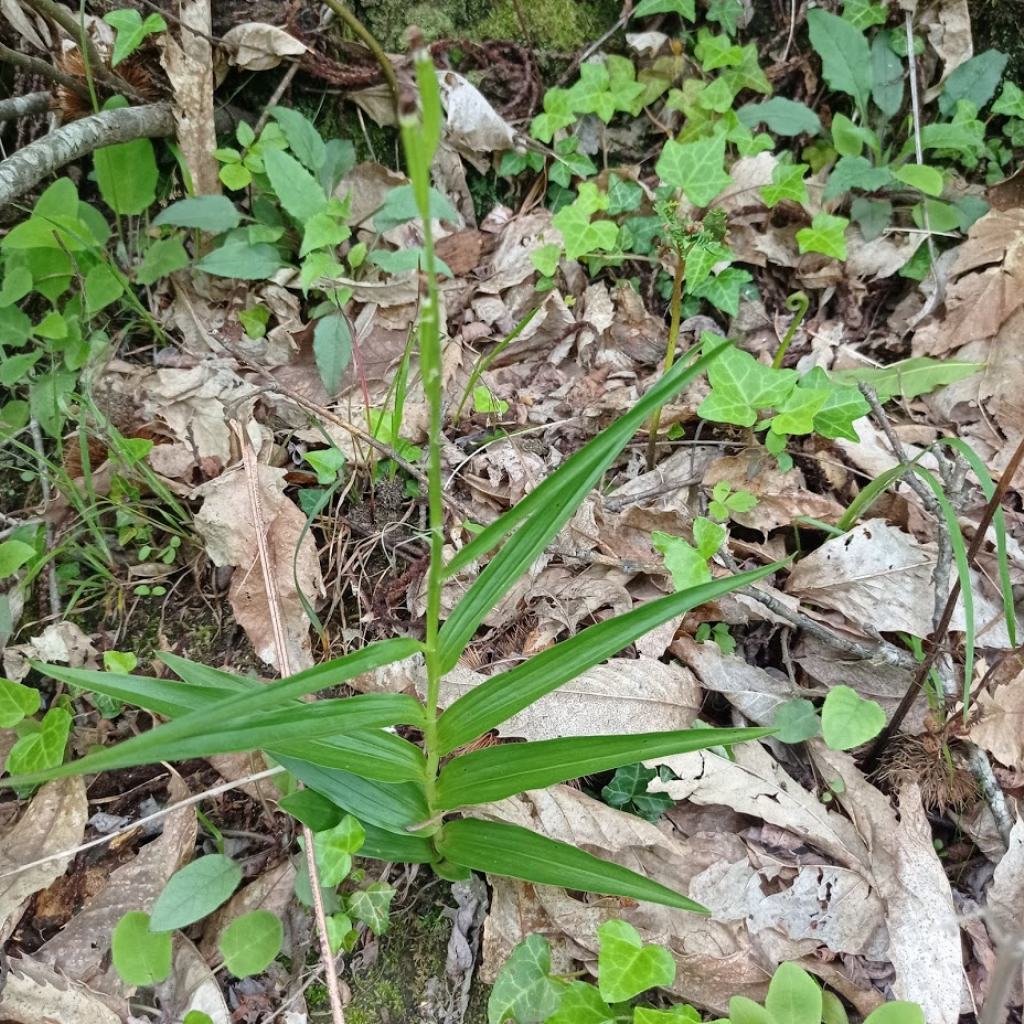 Orchidee Poggi di Monte